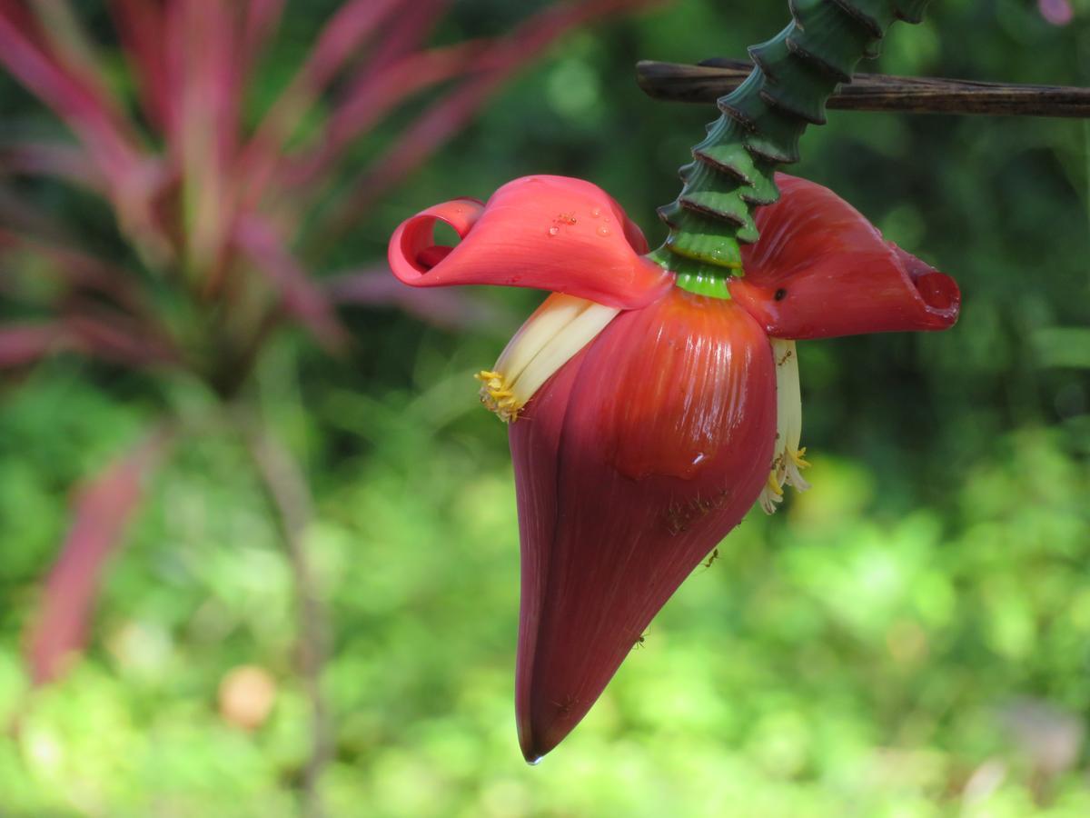 Manora Garden Hotel Phang Nga Eksteriør billede